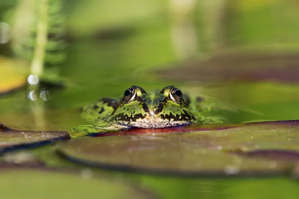 Europäischer Grüner Frosch Wasser Vor Dem Betrachter — Stockfoto