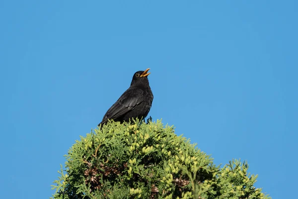 Mirlo Europeo Cantando Desde Alto Una Tuja Bajo Cielo Azul — Foto de Stock