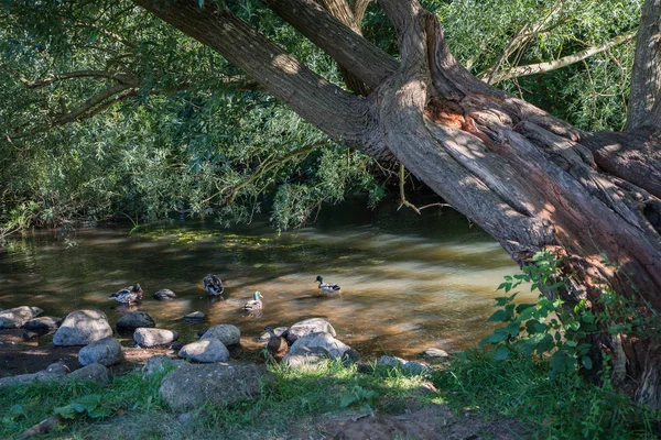 Eski Şehir Ribe Danimarka güneş lekeleri ile büyük bir ağaç gölgesinde bir akıştaki bazı yeşilbaş ördekler