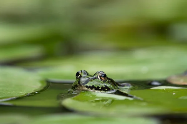European Green Frogs Head Water Lily Leaves Focus Closest Eye — Stock Photo, Image