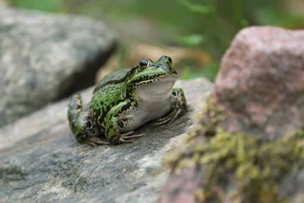 Tlustý Evropské Žába Sedící Skále Která Připravena Skočit — Stock fotografie
