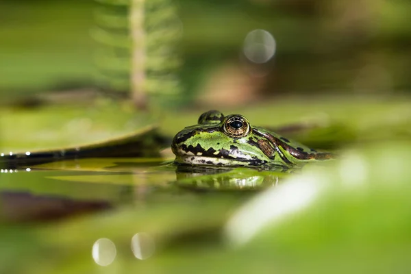 Nahaufnahme Von Grünen Europäischen Fröschen Kopf Wasser Zwischen Seerosenblättern — Stockfoto