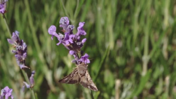 ラベンダーの花の蜜を吸うと位置を変更するときに 飛行のイチモンジセセリのスロー モーション ビデオ — ストック動画