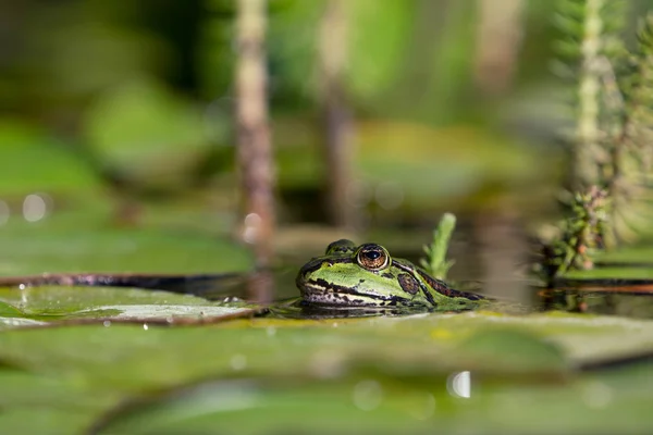 Ein Grüner Europäischer Frosch Steckt Seinen Kopf Zwischen Seerosenblättern Mit — Stockfoto