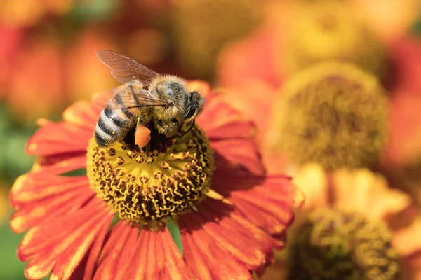 Honingbij Zuigen Nectar Uit Een Rode Oranje Zonnehoed Schuin Gezien Stockfoto