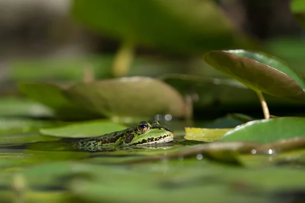 Ein Grüner Europäischer Frosch Wasser Zwischen Ein Paar Seerosenblättern Mit — Stockfoto