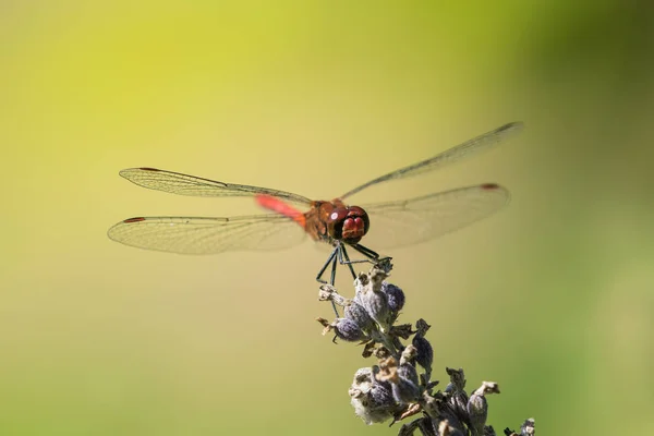 Darter Bigote Rojo Visto Desde Frente Sentado Lavamanos Seco Con — Foto de Stock