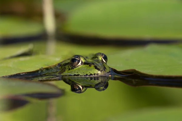 その頭を突き出して 反射水で緑のカエル — ストック写真