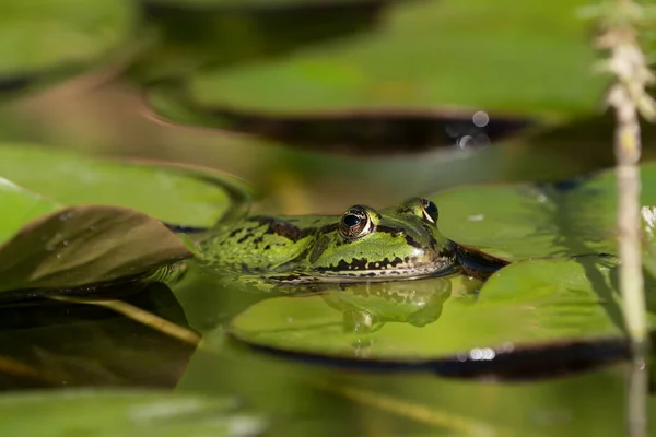 Zelená Žába Odpočívá Listy Leknínů Hlavou Části Těla Které Jsou — Stock fotografie