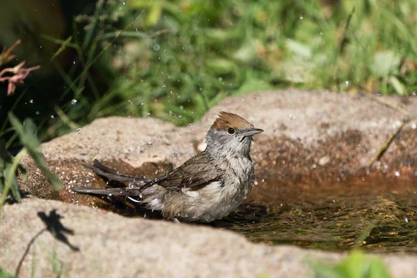 Eurasische Schwarzkappenweibchen Vogelbad Mit Wasserspray Der Luft — Stockfoto