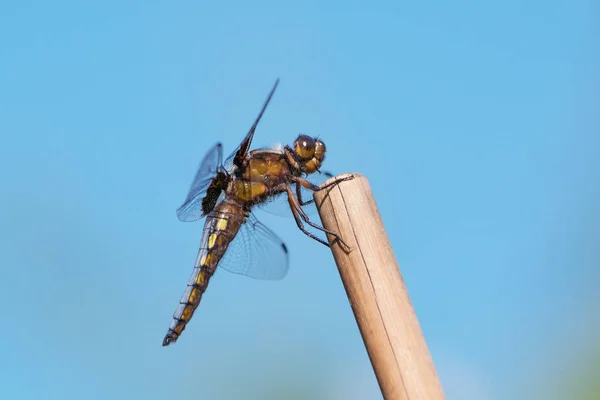 Broad Bodied Chaser Darter Male Seen Side Sitting Tip Cut — Stock Photo, Image