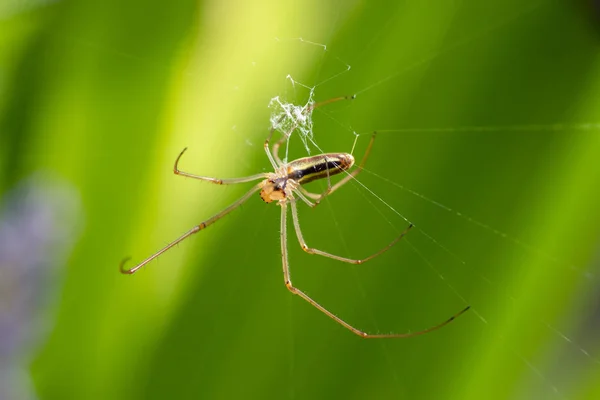 Macro Photo Orb Weaver Spider Making Its Web Seen Side — Stock Photo, Image