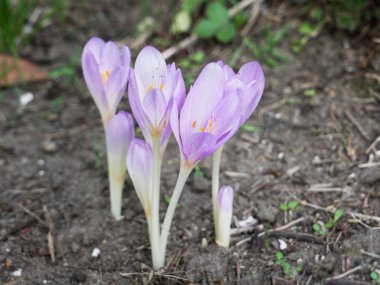 Sonbahar crocus veya çayır safran çiçek çıplak zeminde yakın çekim