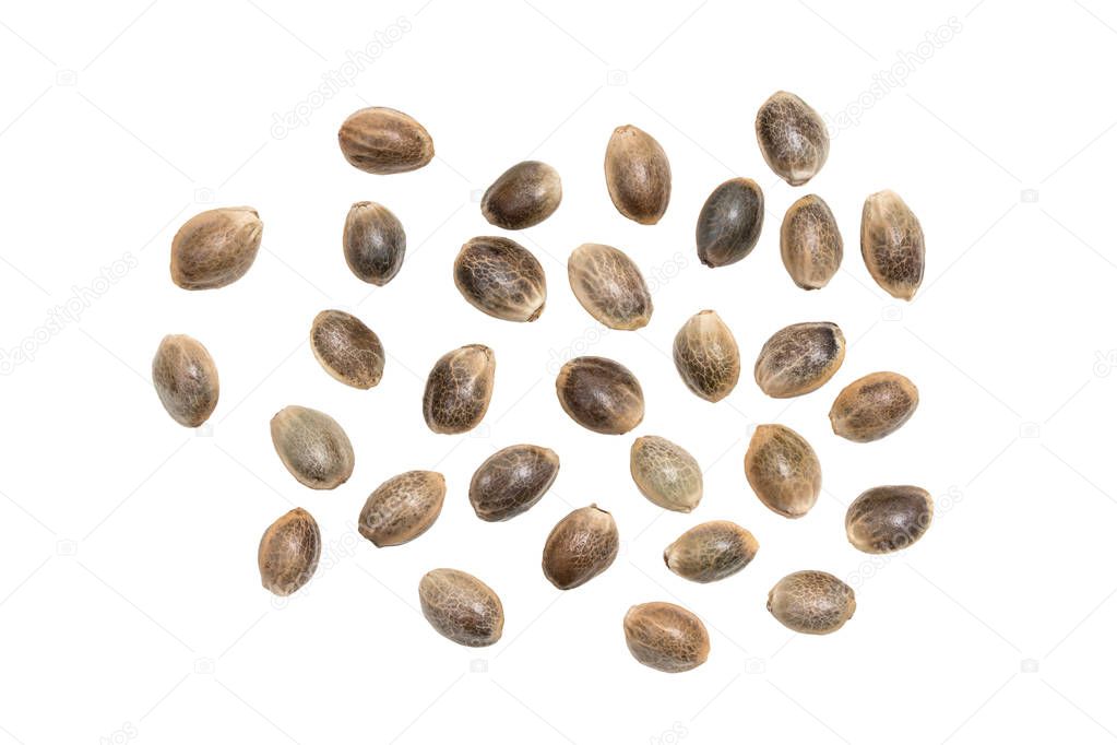 Close up of hemp seeds spread out and isolated on white background