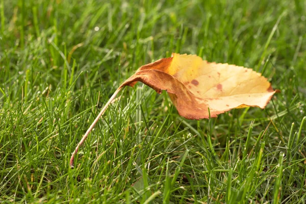 Feuille Pomme Unique Sur Une Pelouse Verte Début Automne — Photo