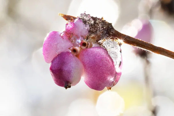 Grupp Röda Snowberries Med Lite Och Frost Vintern — Stockfoto