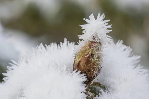 Närbild Rhododendron Knopp Med Långa Höra Frost Kristaller Vinter — Stockfoto