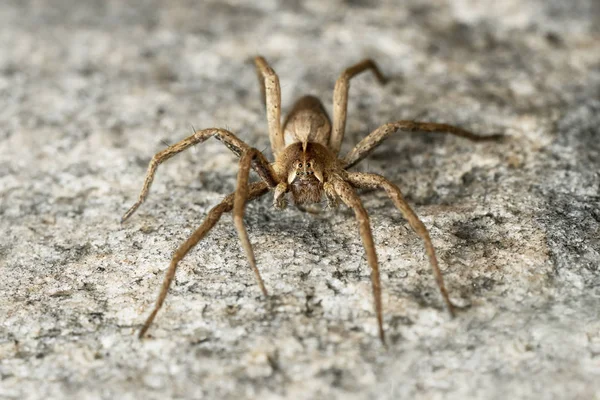 Front view of nursery spider — Stock Photo, Image