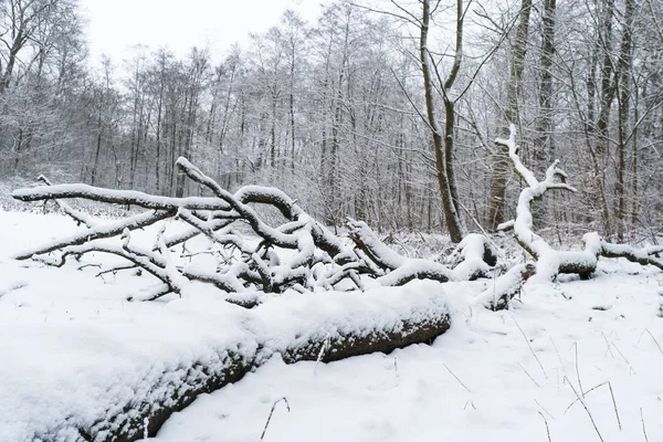 Padlý strom v zimním lese — Stock fotografie