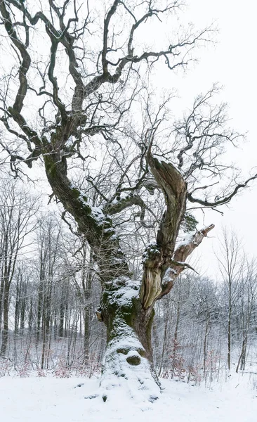 Viejo roble en invierno —  Fotos de Stock