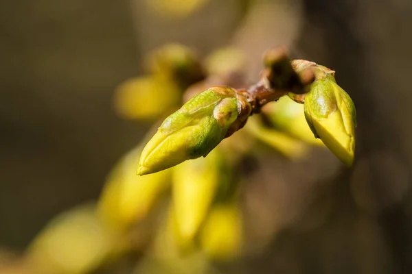 Brotes de Forsythia de cerca — Foto de Stock