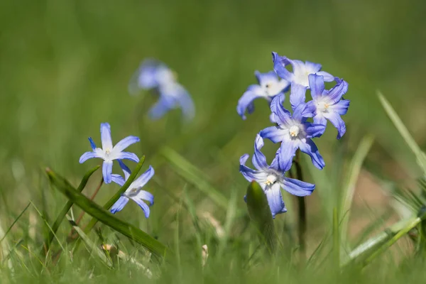 Glória-da-neve flores no gramado — Fotografia de Stock