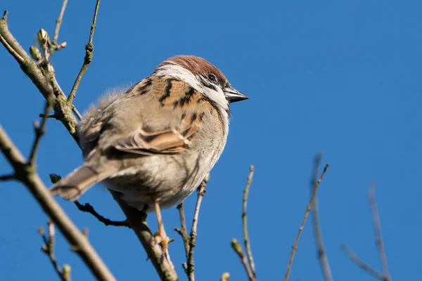 Perched eurasian tree sparrow — Stock Photo, Image