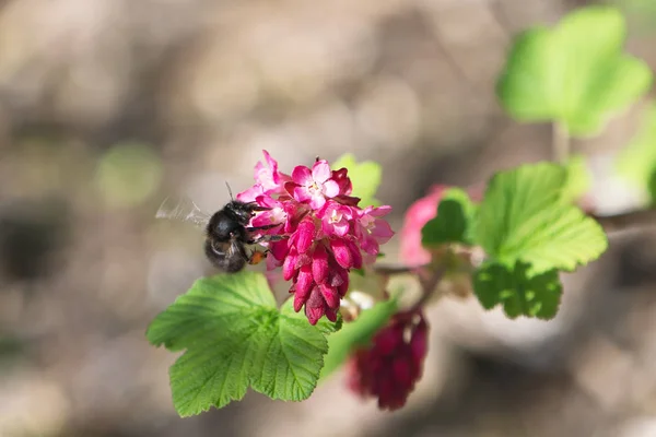 Abeja de flores en ribes — Foto de Stock