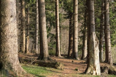 Ladin ağaç gövdeleri