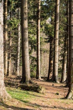 Ladin ağaç gövdeleri