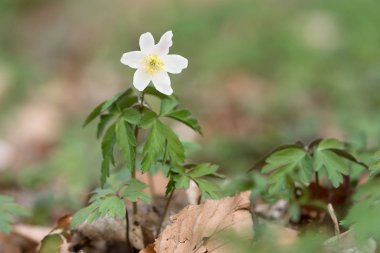 Tek anemon çiçeği