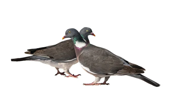 Due piccioni di legno comuni — Foto Stock