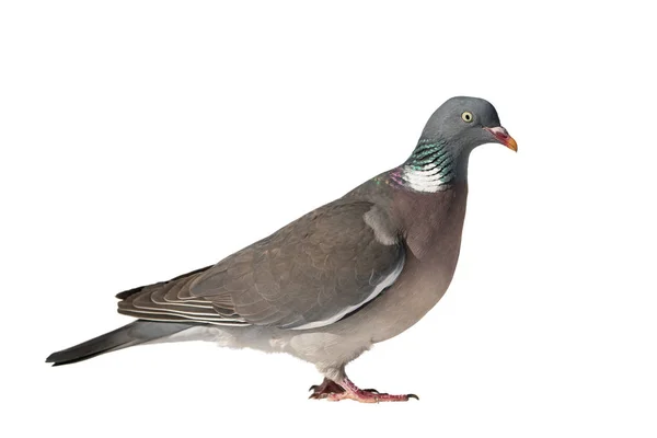 Wood pigeon side view — 스톡 사진