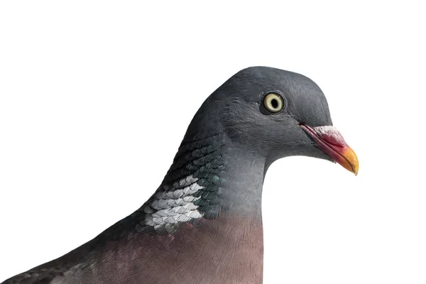 Wood pigeon close up — 스톡 사진