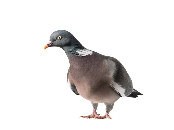 Pombo de madeira olhando para a esquerda — Fotografia de Stock