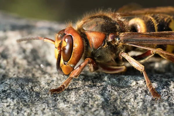 Európai Hornet közelről — Stock Fotó