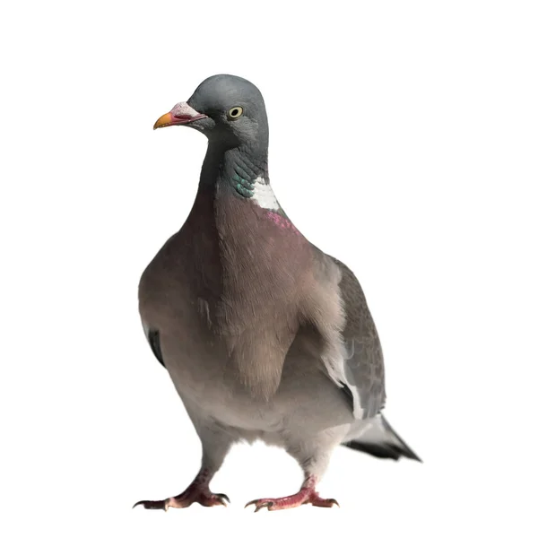 Wood pigeon front view — 스톡 사진