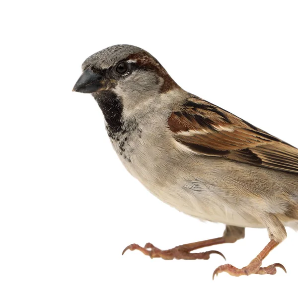 House sparrow close up — Stock Photo, Image