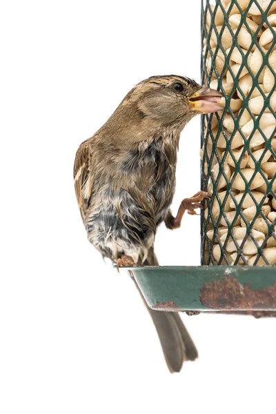 Juvenile house sparrow on feeder — Stock Photo, Image