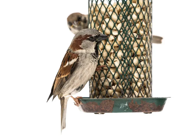 House sparrow on feeder — Stock Photo, Image