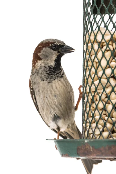 House sparrow on feeder — Stock Photo, Image
