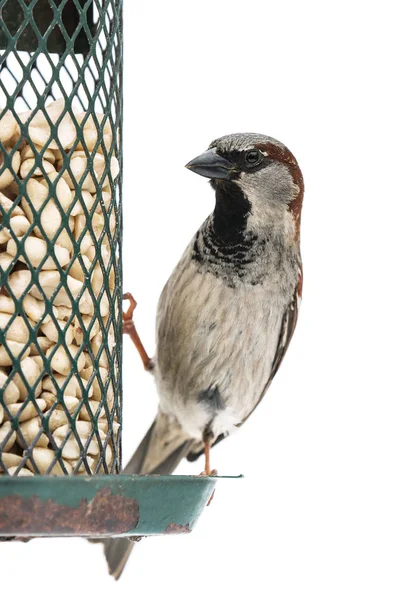 Haussperling am Futterhäuschen — Stockfoto