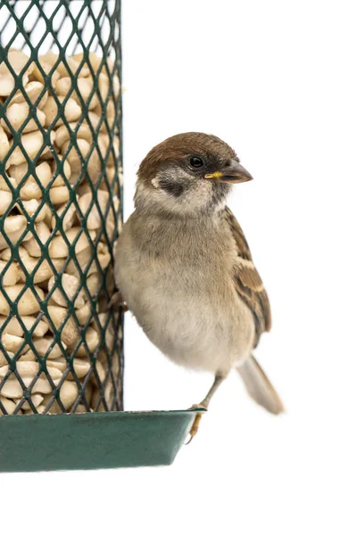 Juvenile tree sparrow on feeder — Stock Photo, Image