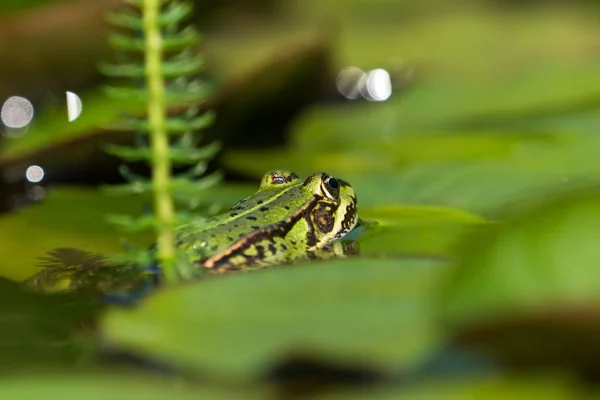 Green frog between water lily leaves — Stock Photo, Image