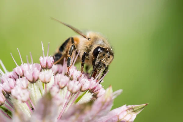 Abeja de miel en flor de astrantia —  Fotos de Stock