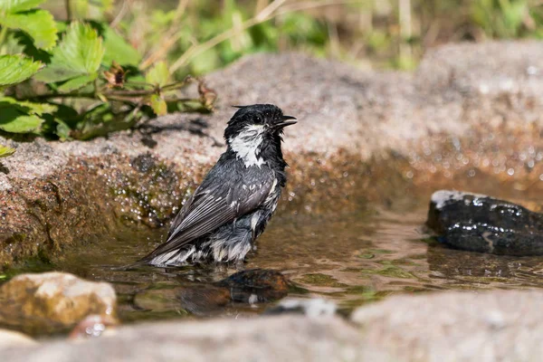 Teta de carbón en baño de aves —  Fotos de Stock