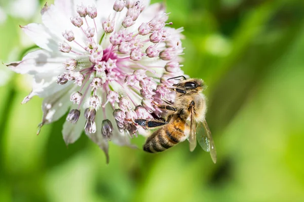 Méhecske Virág astrantia — Stock Fotó