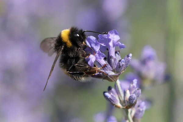 Bumblebee in lavender flower — Stock Photo, Image