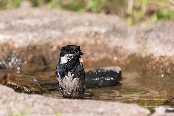 Tetta di carbone nel bagno degli uccelli — Foto Stock
