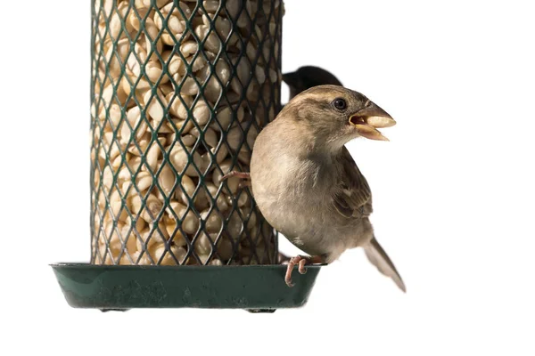 Juvenile house sparrow on feeder — Stock Photo, Image